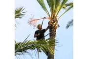 MARIO TREE SERVICE en Los Angeles